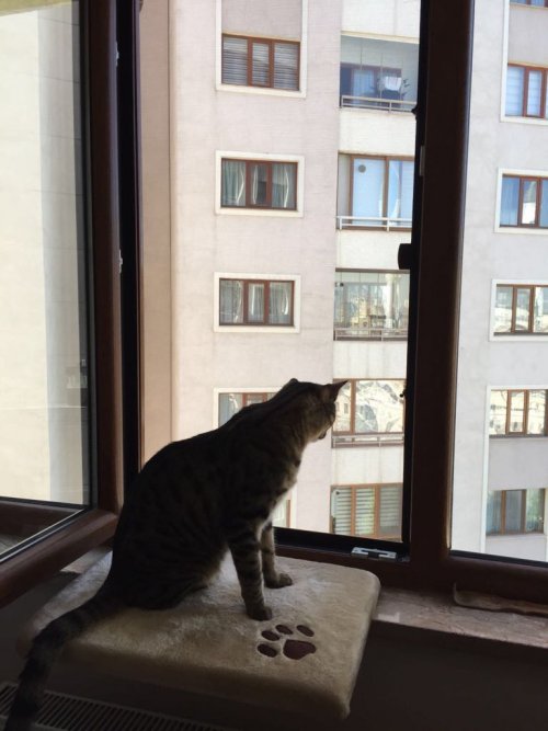 Kuşadası Kedi Sineklik